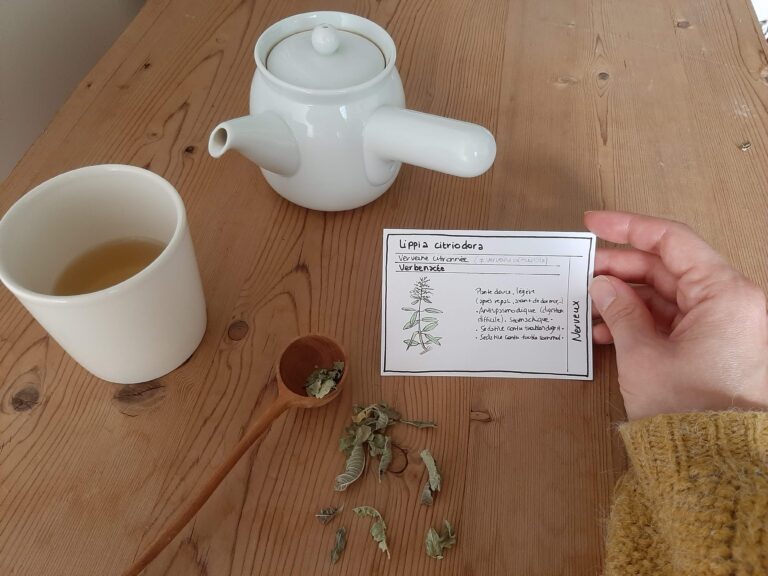 atelier herboristerie mons